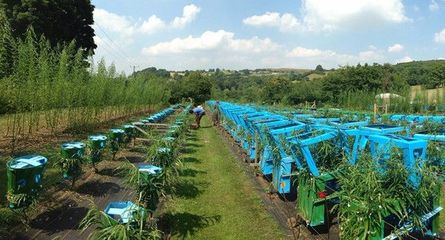 地里种出来的绿色环保椅 你肯定没见过